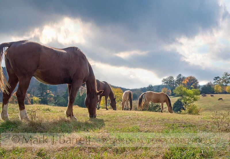7290-18(1).jpg :: Horse graze with gathering clouds Proud Spirit Horse Rescue, Mena, Arkansa