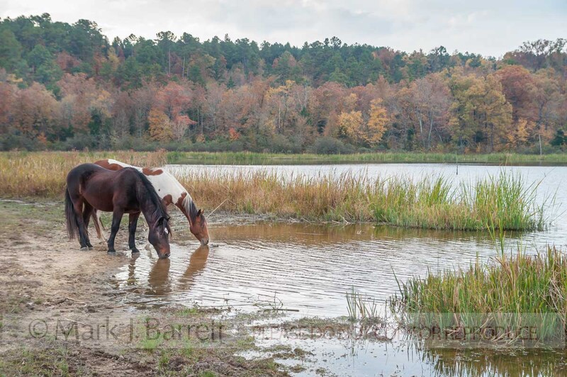 7290-5A(1).jpg :: Horses drinking from lake water with backdrop of autumn trees