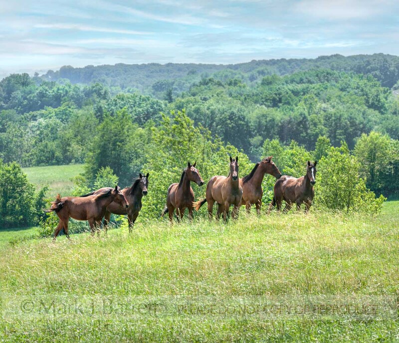 7295-1A-2(1).jpg :: Yearling Thoroughbred Horse herd on hill overlooking farm