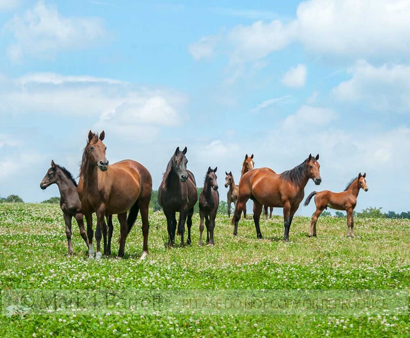 7297-5A(1).jpg :: Alert herd of Quarter Horse mares and foals in pasture