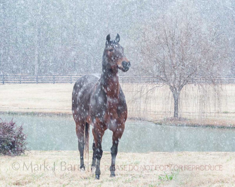 7312-24A.jpg :: Horse standing in snow storm by pond