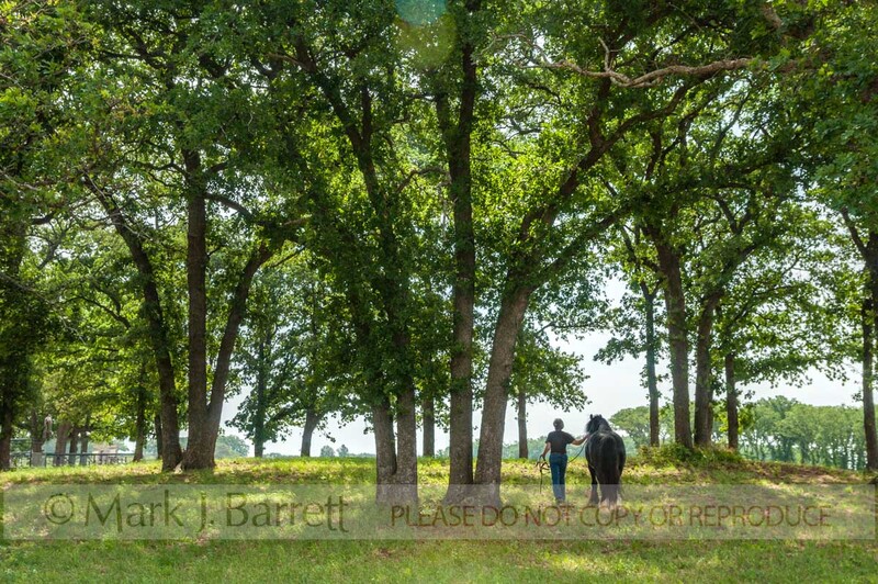 7378-26A(1).jpg :: Woman leading horse to pasture under large trees