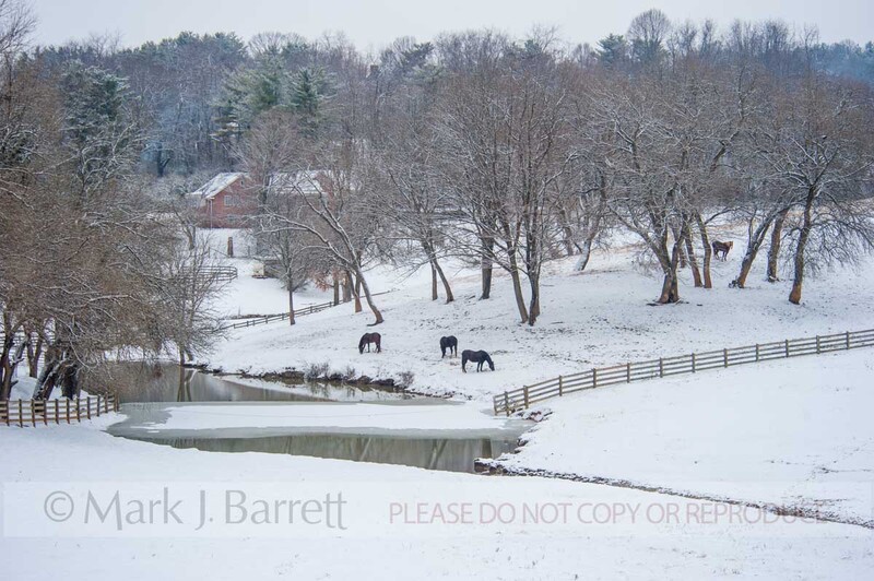 7383-2(1).jpg :: Herd of Quarter Horse mares in snowy pasture with pond