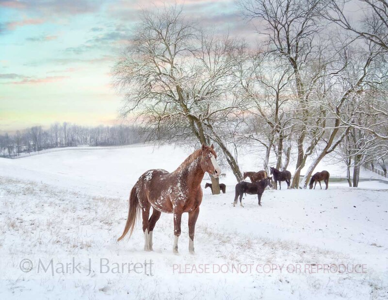 7383-25C(1).jpg :: Herd of Quarter Horse mares in snowy pasture