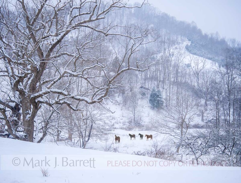 7383-29A(1).jpg :: Winter Horse pasture