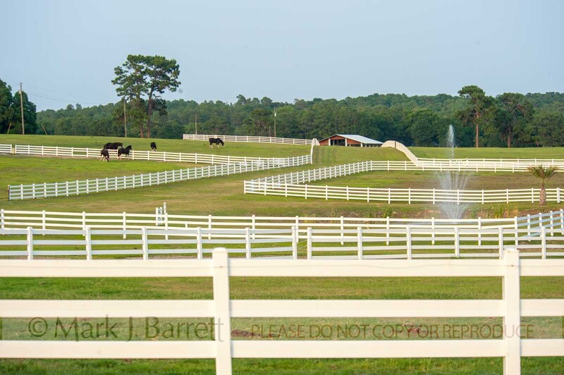 7384(1).jpg :: White fences holding draft horses on Scenic horse farm, Ocala, FL