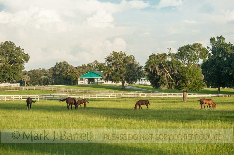 7385-1(1).jpg :: Scenic Thoroughbred Horse Farm with barn, Ocala, Florida