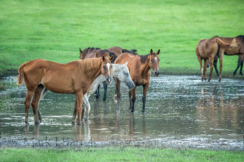 7385-8(3).jpg :: horse herd wading in shallow pond