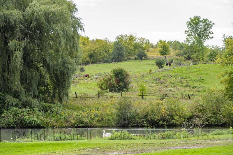 7386-8(1).jpg :: scenic rolling horse farm pasture