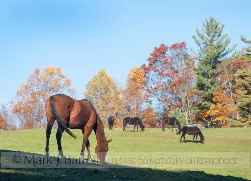 7387-1.jpg :: Grazing horses,with autumn trees
