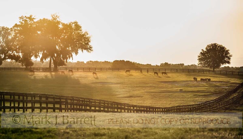 7389-1.jpg :: Thoroughbred horse farm, Ocala, Florida.