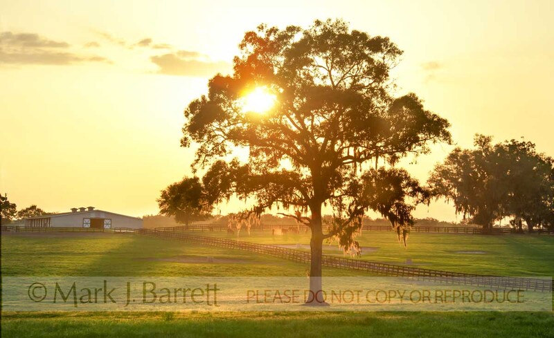 7389-8.jpg :: Scenic Thoroughbred Horse Farm with setting sun in Ocala, Florida USA