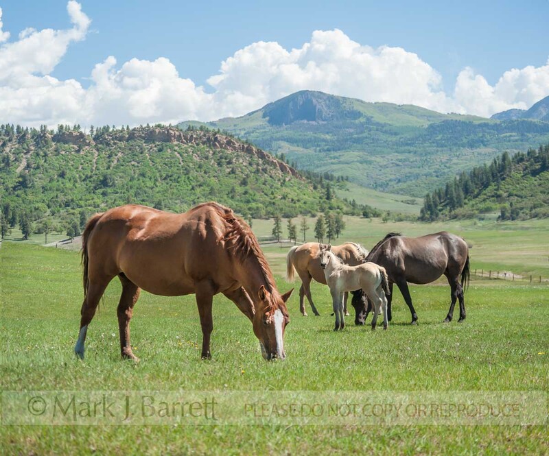 7390-10B(1).jpg :: Quarter Horse herd of mares and foals grazing souuthern Colorado pasture