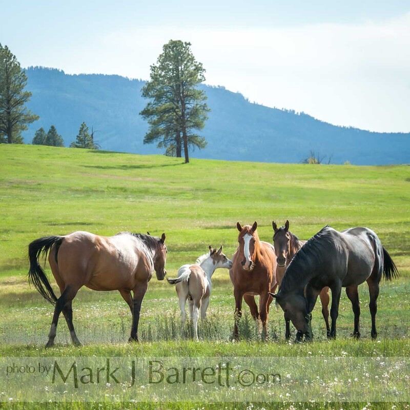 7391-3(3).jpg :: Quarter Horse herd
