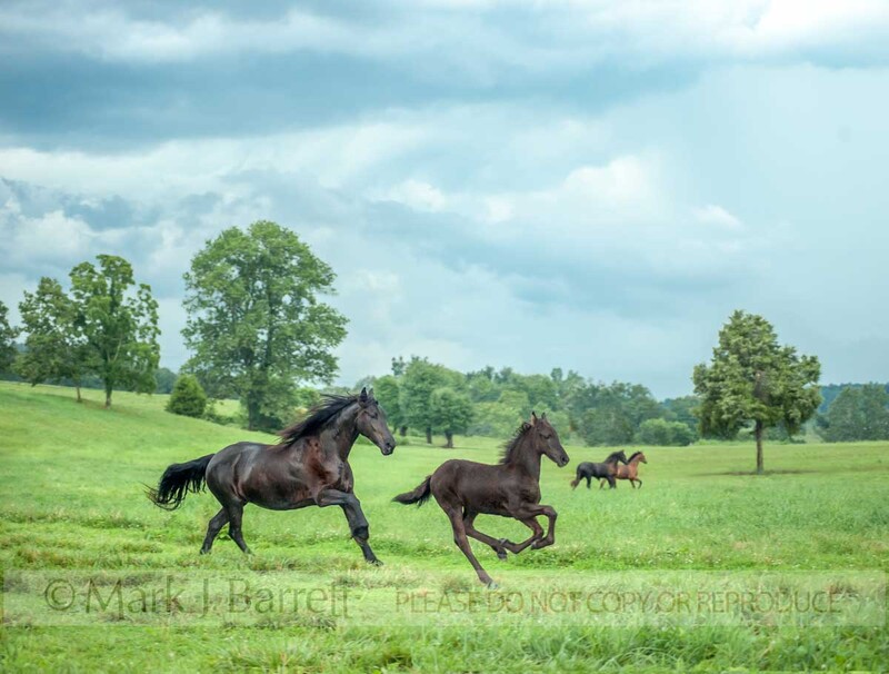 7392-9A(1).jpg :: Mare and foal Friesian horses  running in pasture with dark sorm clouds overhead
