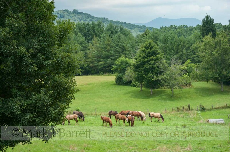 7393-12(1).jpg :: Horse herd with mixed breeds