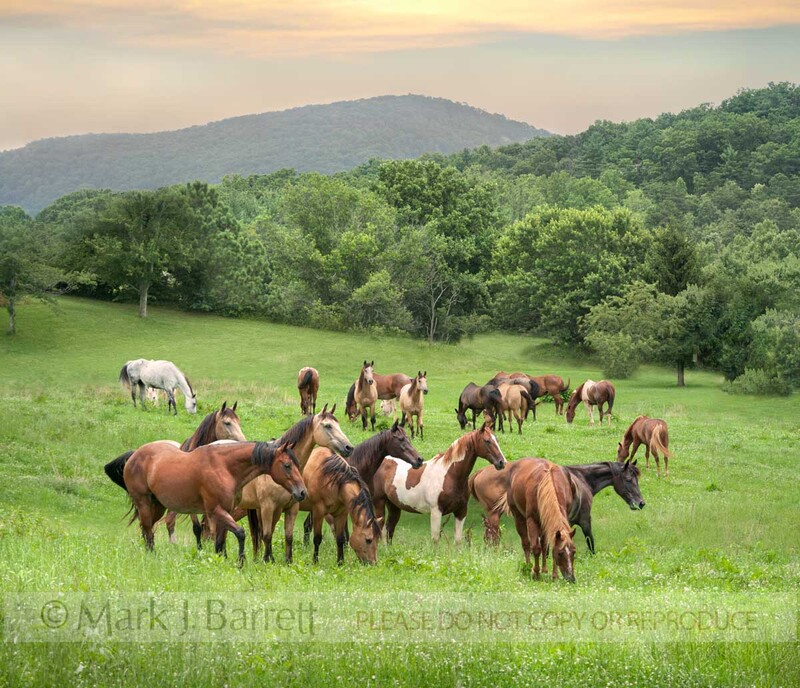 7393-2C(1).jpg :: Alert horse herd of various breeds in lush open pasture