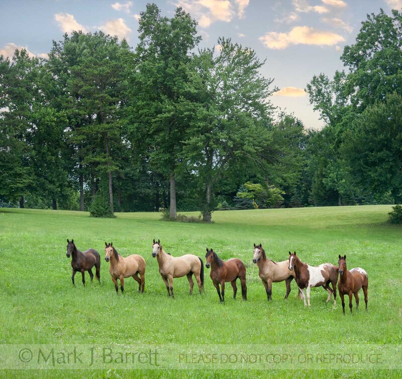 7393-5A(1).jpg :: Horse herd of various  breeds in lush green apsture