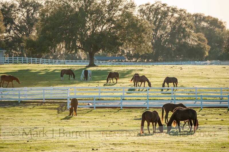 7397-3(1).jpg :: Estate home with horse farm