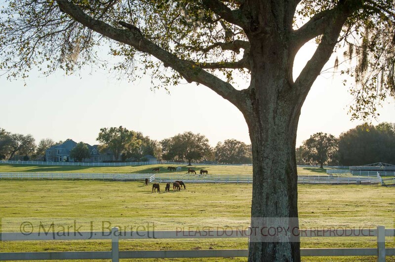 7397-6(1).jpg :: Estate home with horse farm