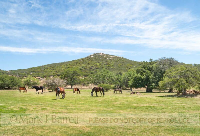 7398-15A(1).jpg :: Horses on scenic California alpine farm