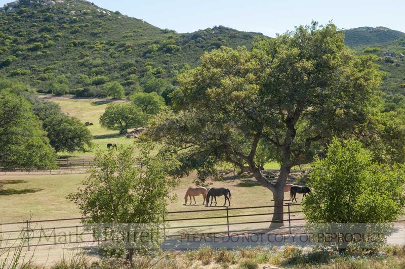 7398-20A.jpg :: Horses graze pasture  on scenic high dessert California farm