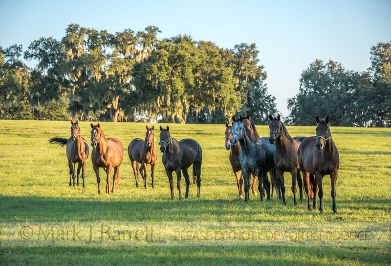 7401-2(1).jpg :: Herd of Thoroughbred horse mares in lush green Ocala Florida pasture