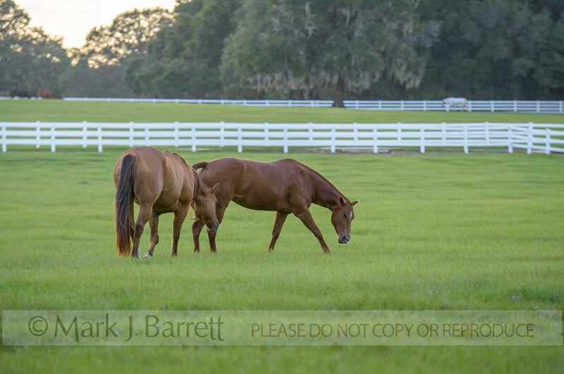 7404-2(1).jpg :: Pastoral horse farm scenic at sunset