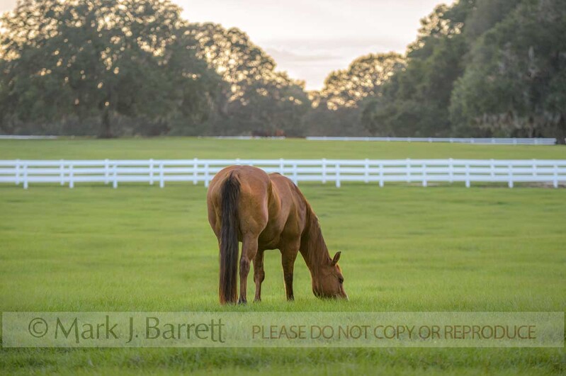 7404-4A.jpg :: Single horse grazing lush pasture at sunset.