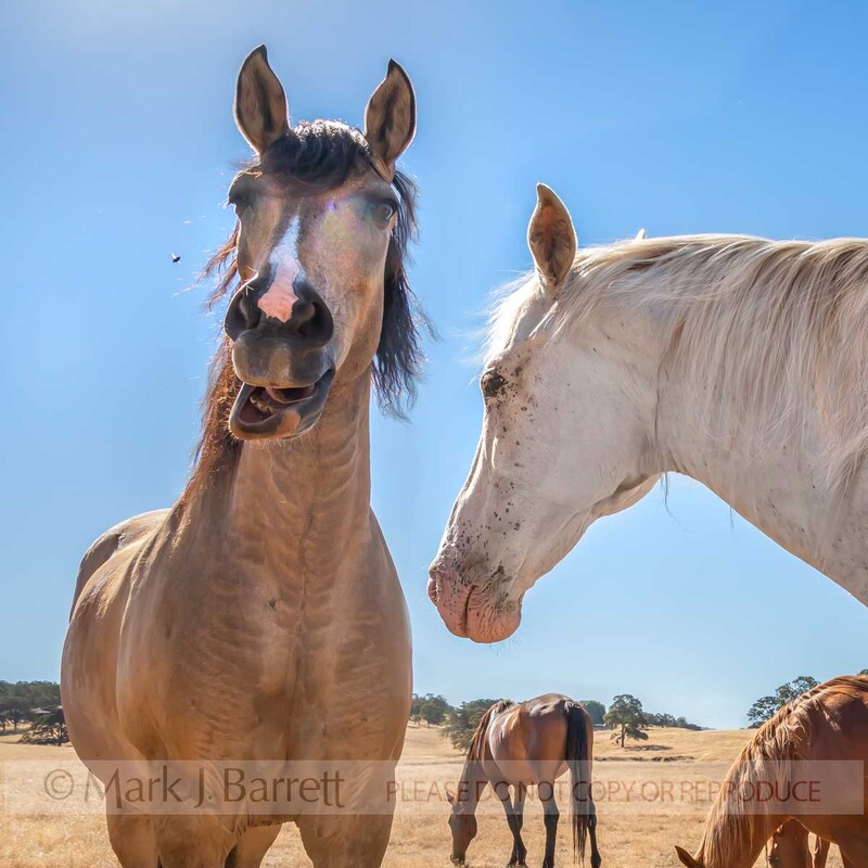 7413-44A(4).jpg :: Herd of horses graze in golden California pasture