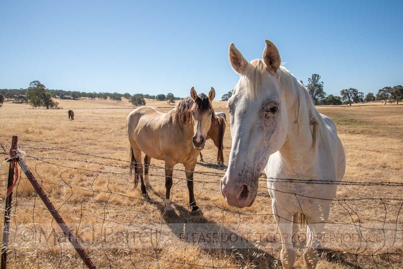 7413-55(1).jpg :: American Quarter horse herd in golden california pasture