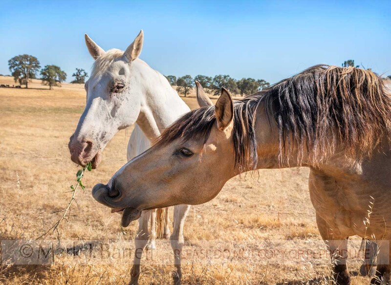 7413-56A(3).jpg :: American Quarter horse herd in golden california pasture