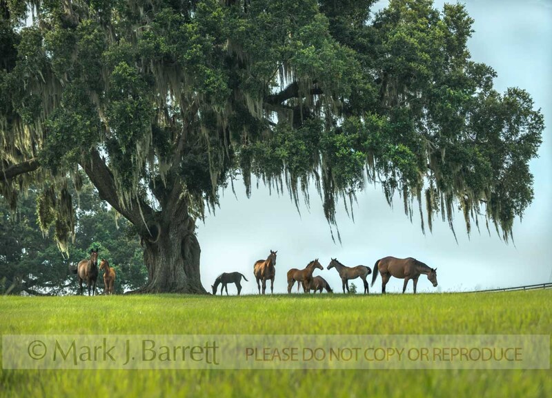 7416-18A(2).jpg :: Thoroughbred horse mares and foals in lush green Ocala Florida pasture
