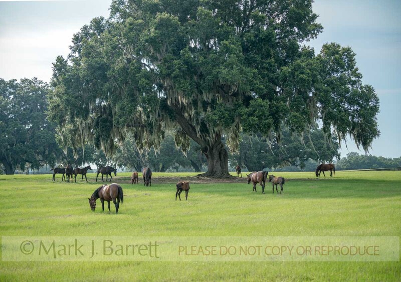7416-20(1).jpg :: Thoroughbred horse mares and foals in lush green Ocala Florida pasture