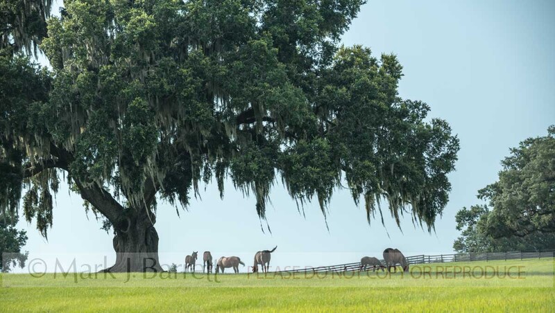7416-4.jpg :: Thoroughbred horse mares and foals in lush green Ocala Florida pasture