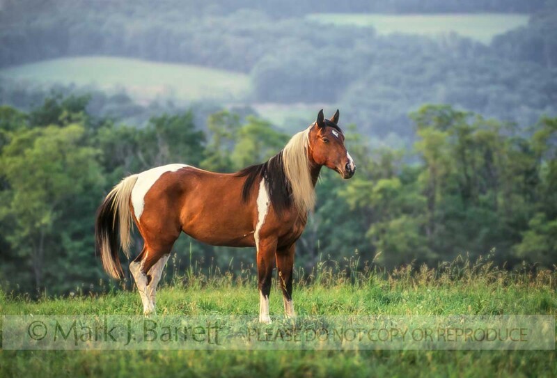 7420-1(2).jpg :: American Paint horse mare standing on senic mountain vista ovelook