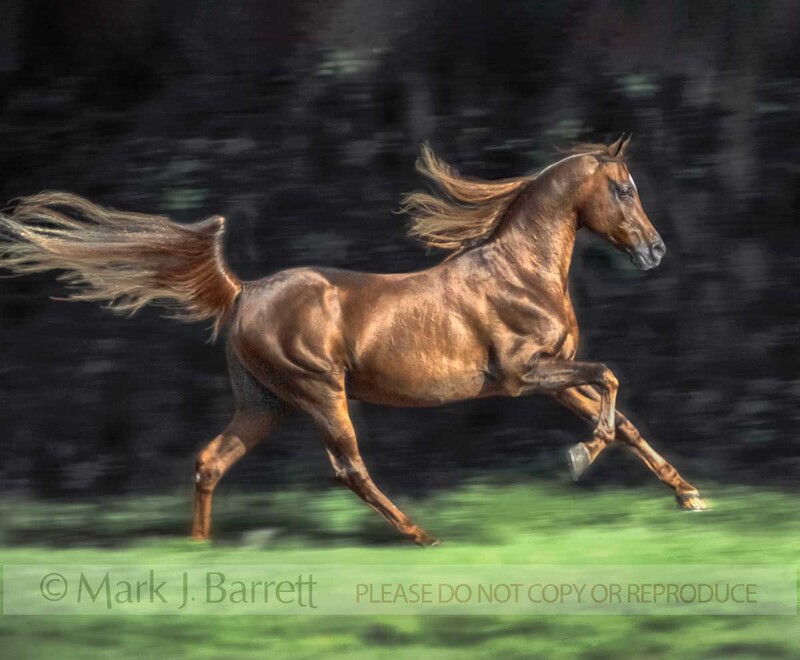 8006A.jpg :: Arabian Stallion canters with long mane and tail flagging