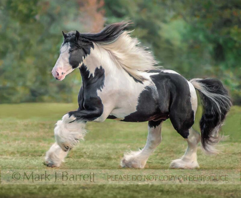 8171.jpg :: Gypsy Vanner Horse stallion