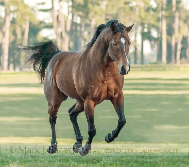 8196A1.jpg :: adult male American QUarter Horse stallion gallops in field