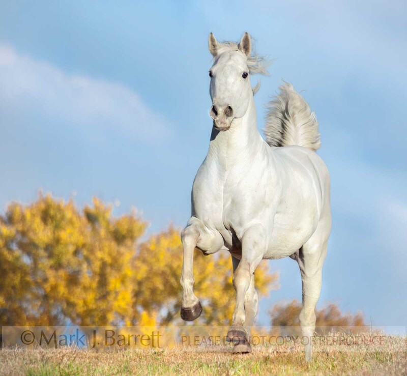 8210-1(1).jpg :: adult male American Quarter horse stallion gallops toward us over arise in open autumn pasture