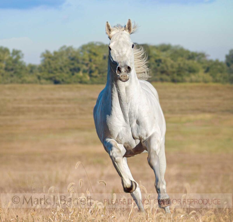 8217B2.jpg :: American Quarter Horse stallion running in field
