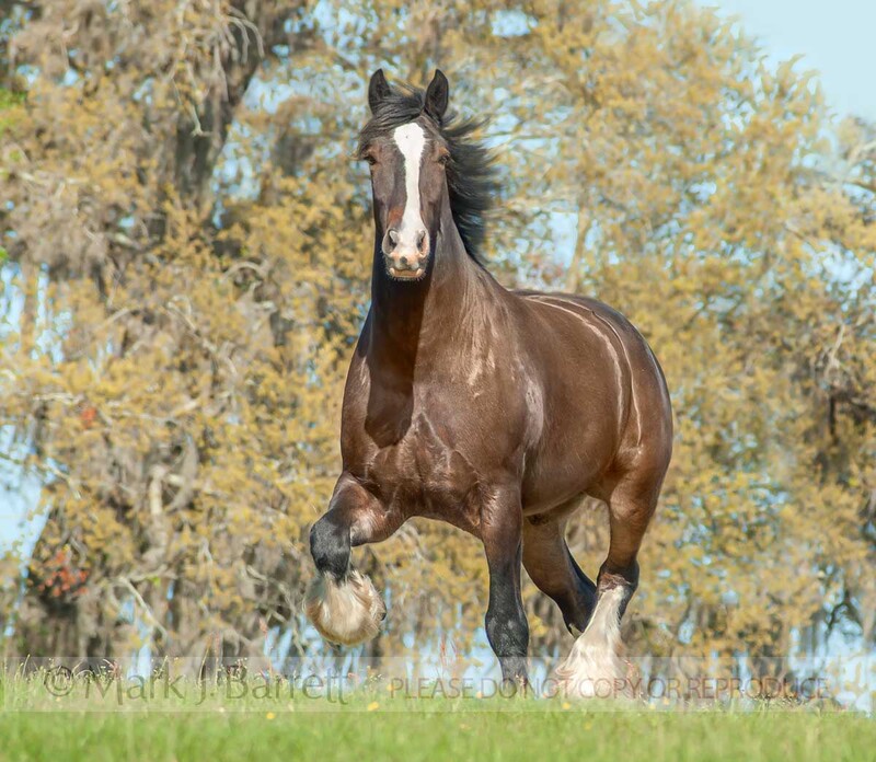 8285-1A.jpg :: Adult male Clydesdale Draft Horse stallion  trots over a rise in autumn pasture