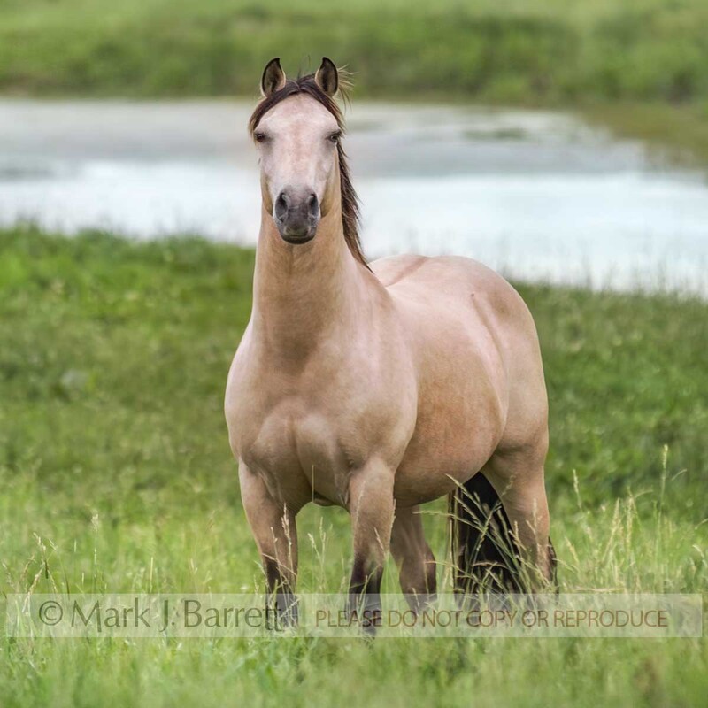 8390F(1).jpg :: adult male buckskin Spanish Mustang stallion. The Spanish Mustang is an American horse breed descended from horses brought from Spain during the early conquest of the Americas.