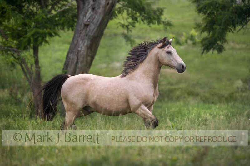 8390G-1.jpg :: adult male buckskin Spanish Mustang stallion. The Spanish Mustang is an American horse breed descended from horses brought from Spain during the early conquest of the Americas.
