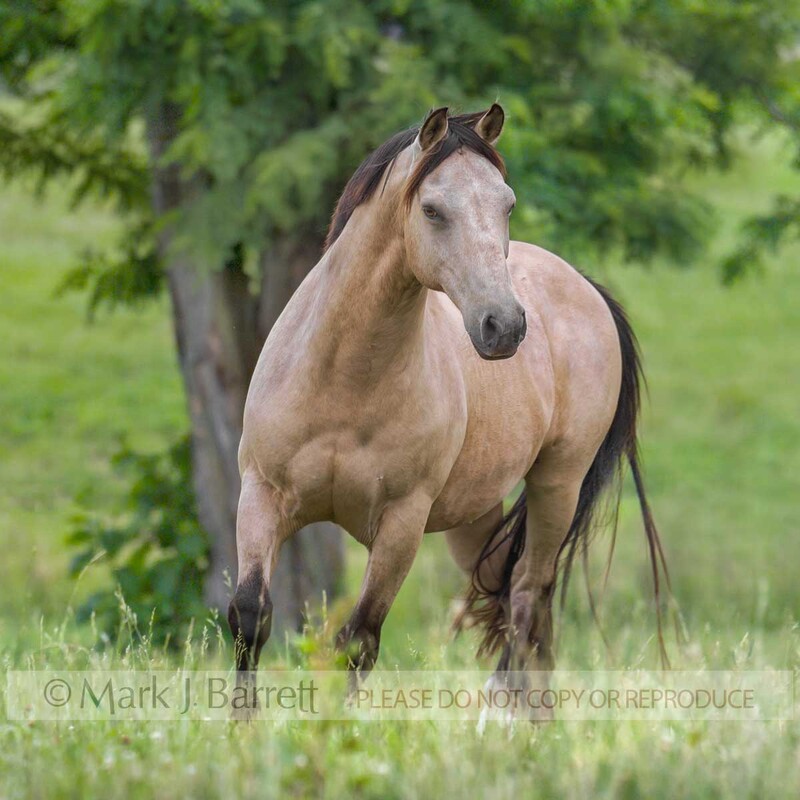 8390M(1).jpg :: adult male Buckskin Spanish Mustang stallion. The Spanish Mustang is an American horse breed descended from horses brought from Spain during the early conquest of the Americas.