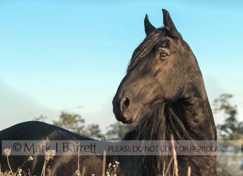 8397.jpg :: adult male Friesian Horse stallion portrait standing in filed with blue sky