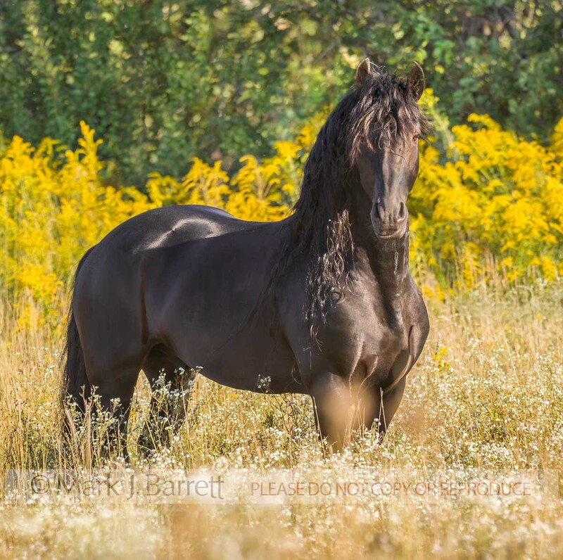 8398C-1.jpg :: Adult male Friesian Horse stallion standing majesticly in wildflower meadow