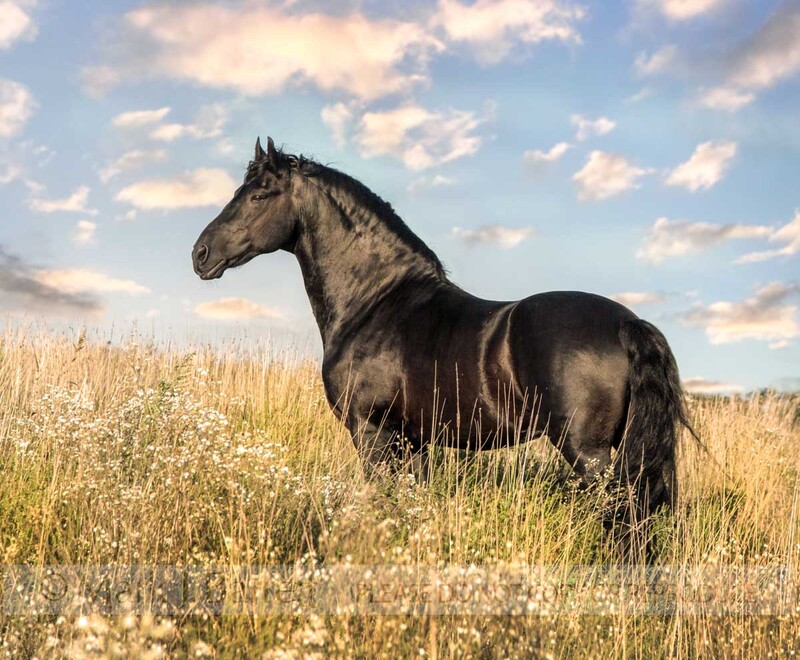 8398J-2(1).jpg :: Friesian Horse stallion standing in wildflower meadow