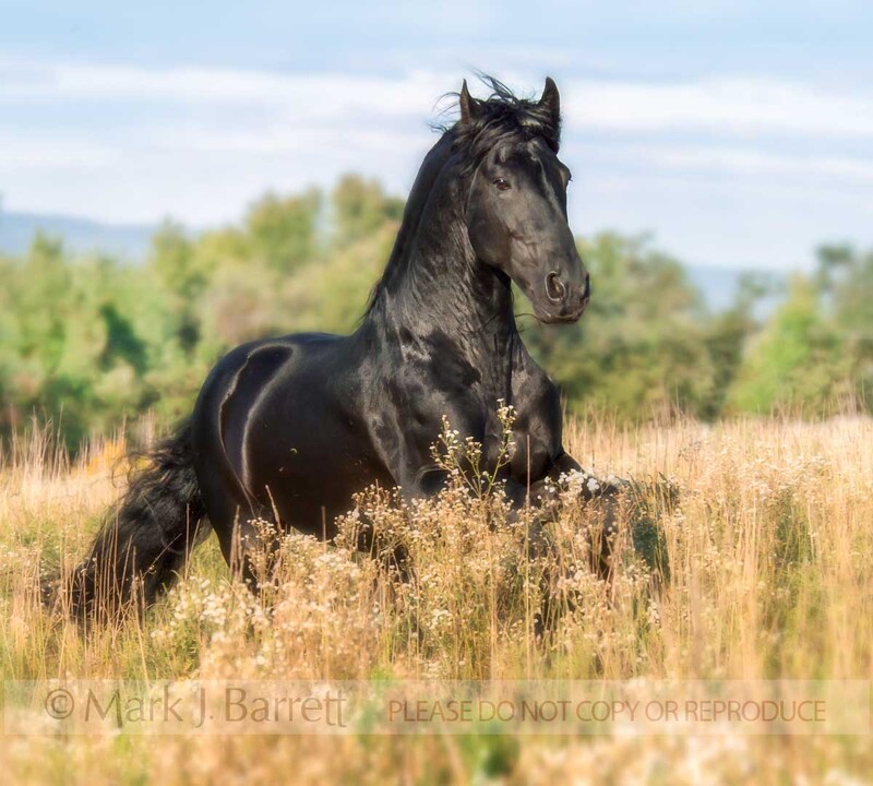 8399A.jpg :: adult male Friesian Draft Horse in wildflower meadow