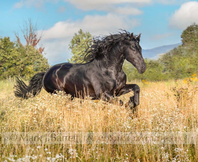8401H-1(1).jpg :: adult male Friesian draft horse stallion running in wildflower meadow